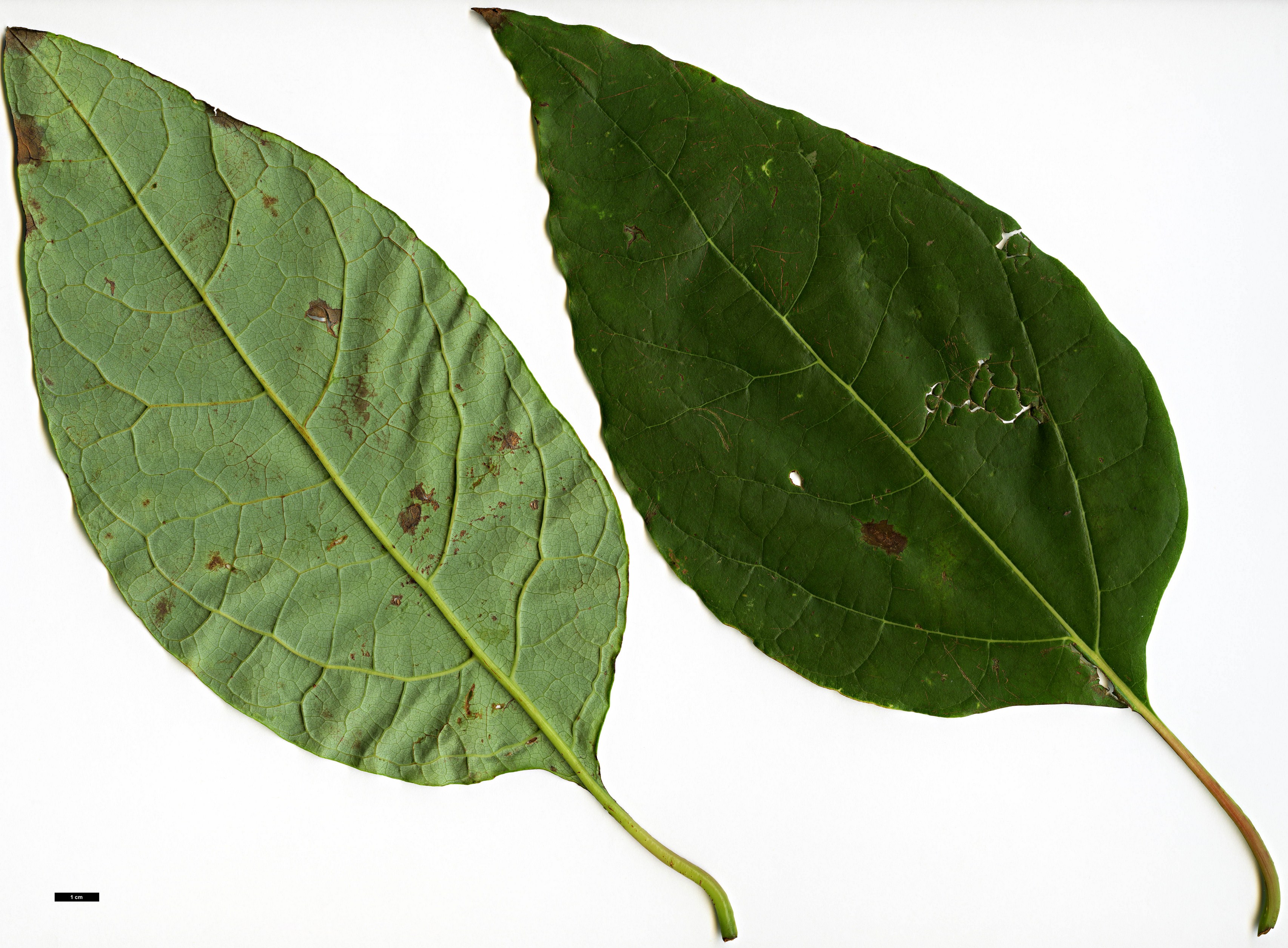 High resolution image: Family: Lauraceae - Genus: Sassafras - Taxon: tzumu